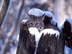 Bobcat Kitten, Flathead Valley, Montana